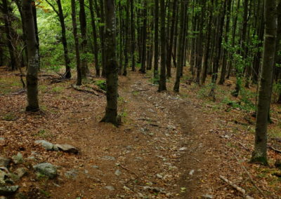 singletrack slovensko