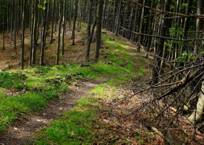 singletrail slovensko