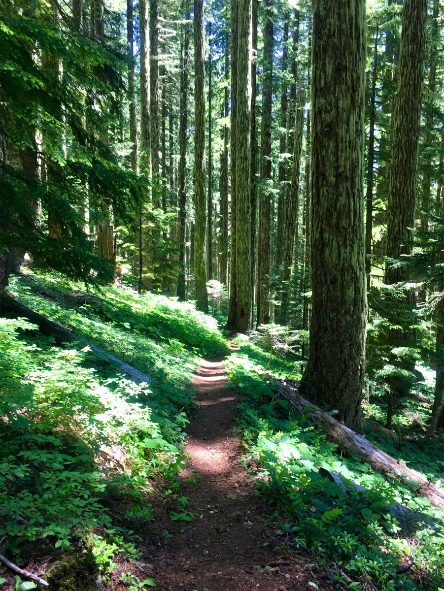 Oregon Tree Track Oregon Timber Trail - rozhovor | Bikepacking.cz